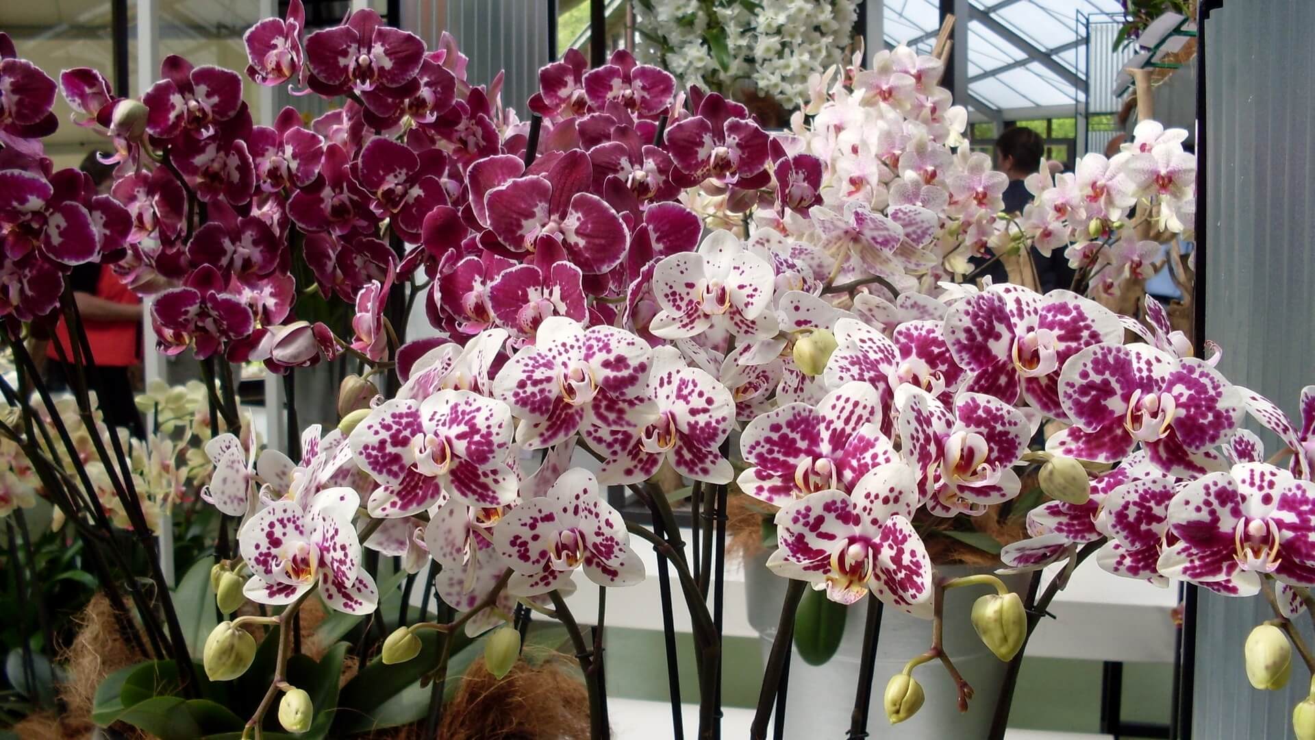 Как ухаживать за орхидеей после цветения