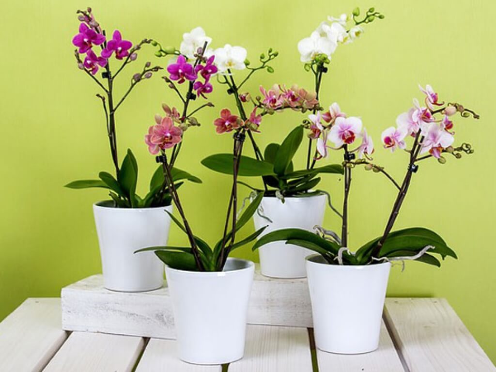 Правильный уход за орхидеей в домашних условиях для начинающих