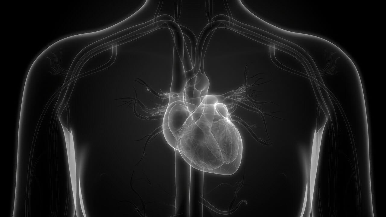 Сердце - строение, порок сердца. Как устроено человеческое сердце?