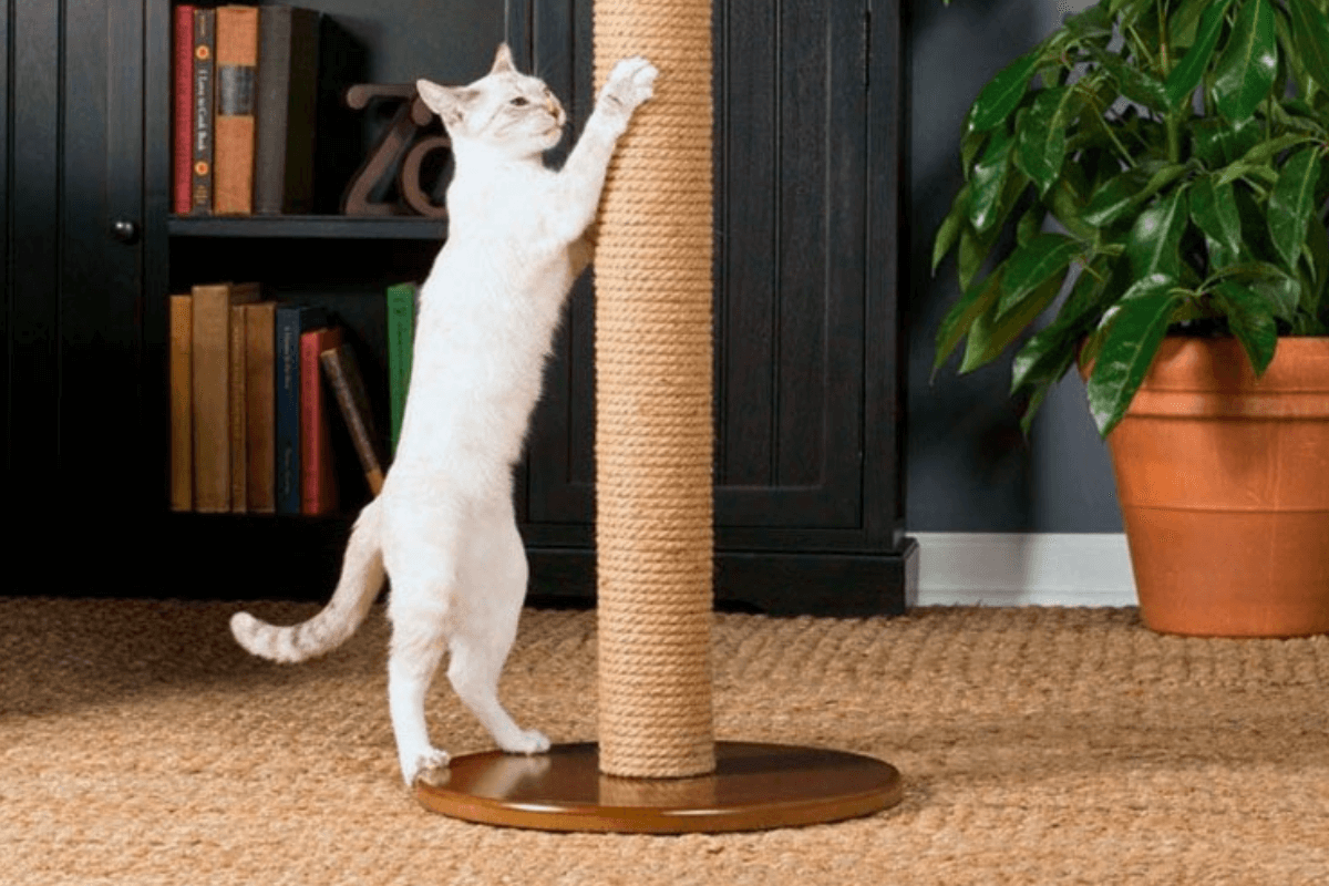 DIY лежанка и когтеточка для вашего кота: Декорирование и персонализация