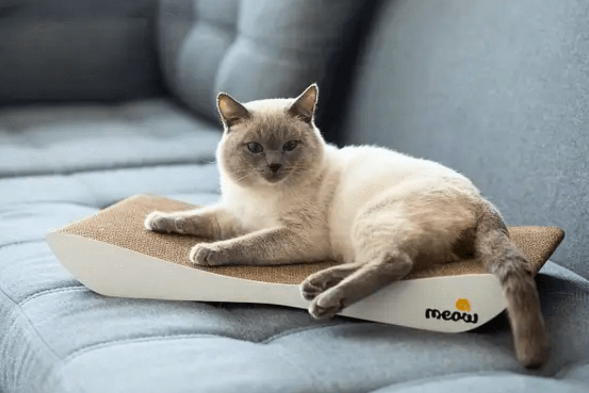 DIY лежанка и когтеточка для кота