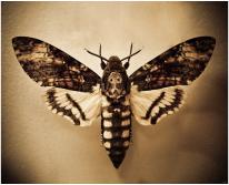Бабочка «Мертвая голова»: мифы, легенды и интересные факты 