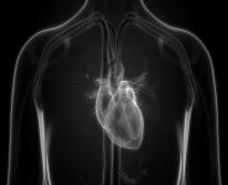 Человеческое сердце: строение, интересные факты и как работает
