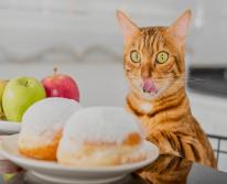 Какую еду нельзя давать собакам и кошкам: советы и рекомендации ветеринаров