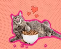 Ветеринары рассказывают, можно ли кормить кота разными кормами