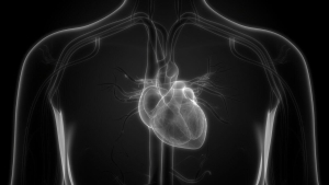 Человеческое сердце: строение, интересные факты и как работает