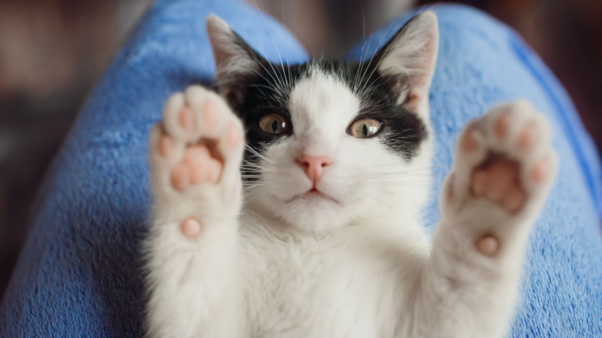 Жесты кошек: что означает язык тела питомца