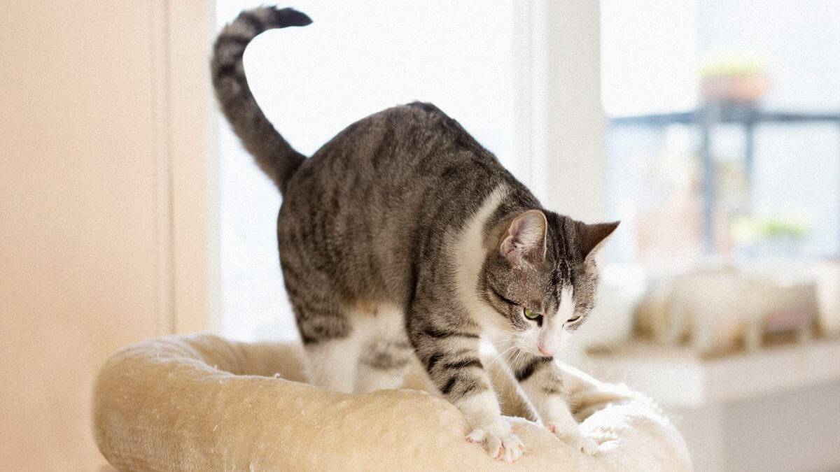 Язык тела кошки как понять кошку по внешним признакам